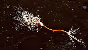 Neuron with Myelin Sheath