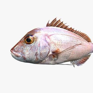 Red Sea Bream - Madai - Pagrus major