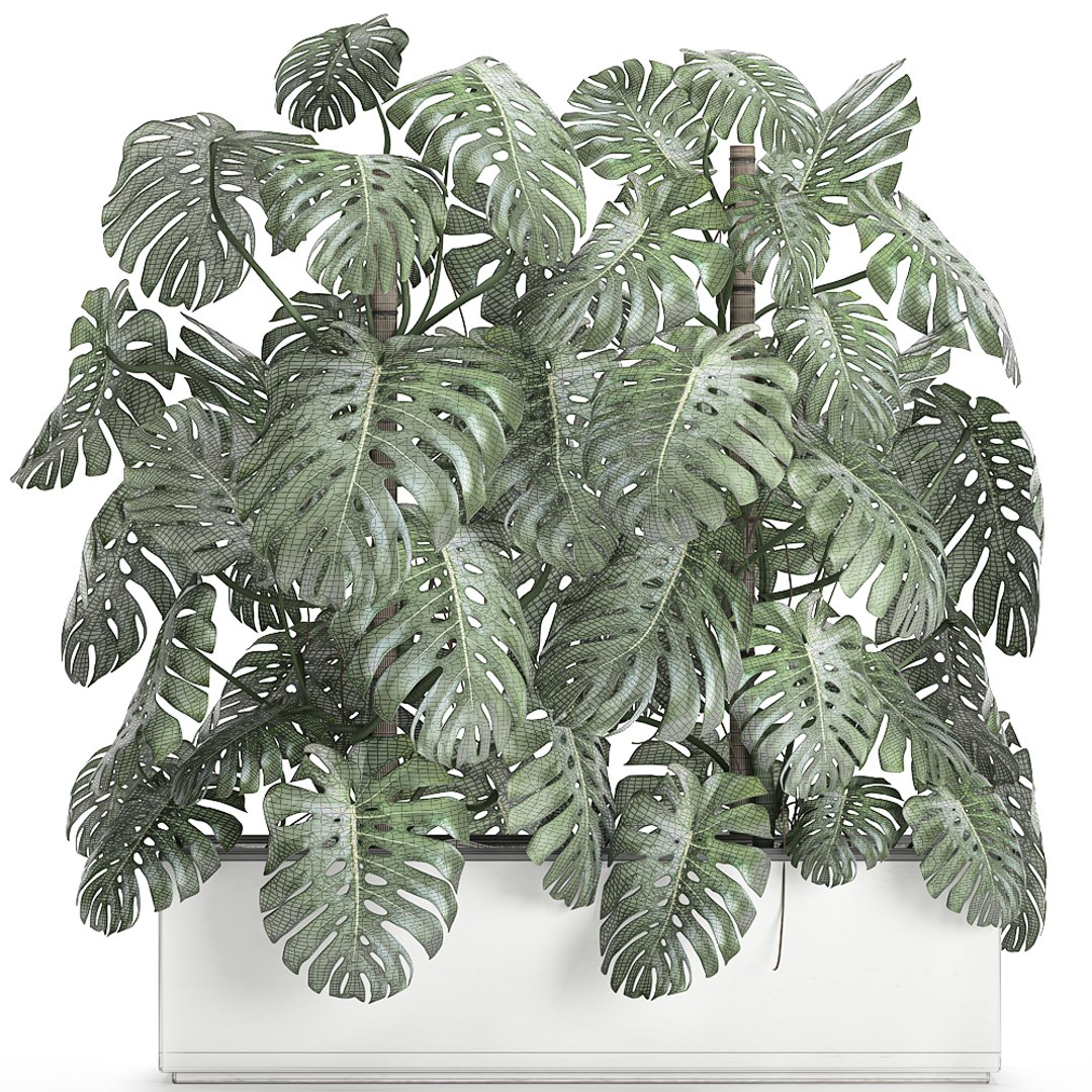 3D monstera interior white https://p.turbosquid.com/ts-thumb/nA/DFk90u/93C3MFIw/monstera0408202008/jpg/1596631581/1920x1080/fit_q87/24768550eb505c455869dcac2b9a68147285a4cc/monstera0408202008.jpg