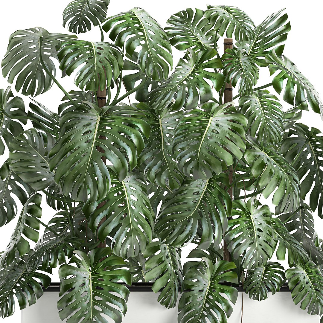 3D monstera interior white https://p.turbosquid.com/ts-thumb/nA/DFk90u/RX5R5wqa/monstera0408202003/jpg/1596631581/1920x1080/fit_q87/f9becf27b63219b292cf2aa7b6f53d190777c0f2/monstera0408202003.jpg