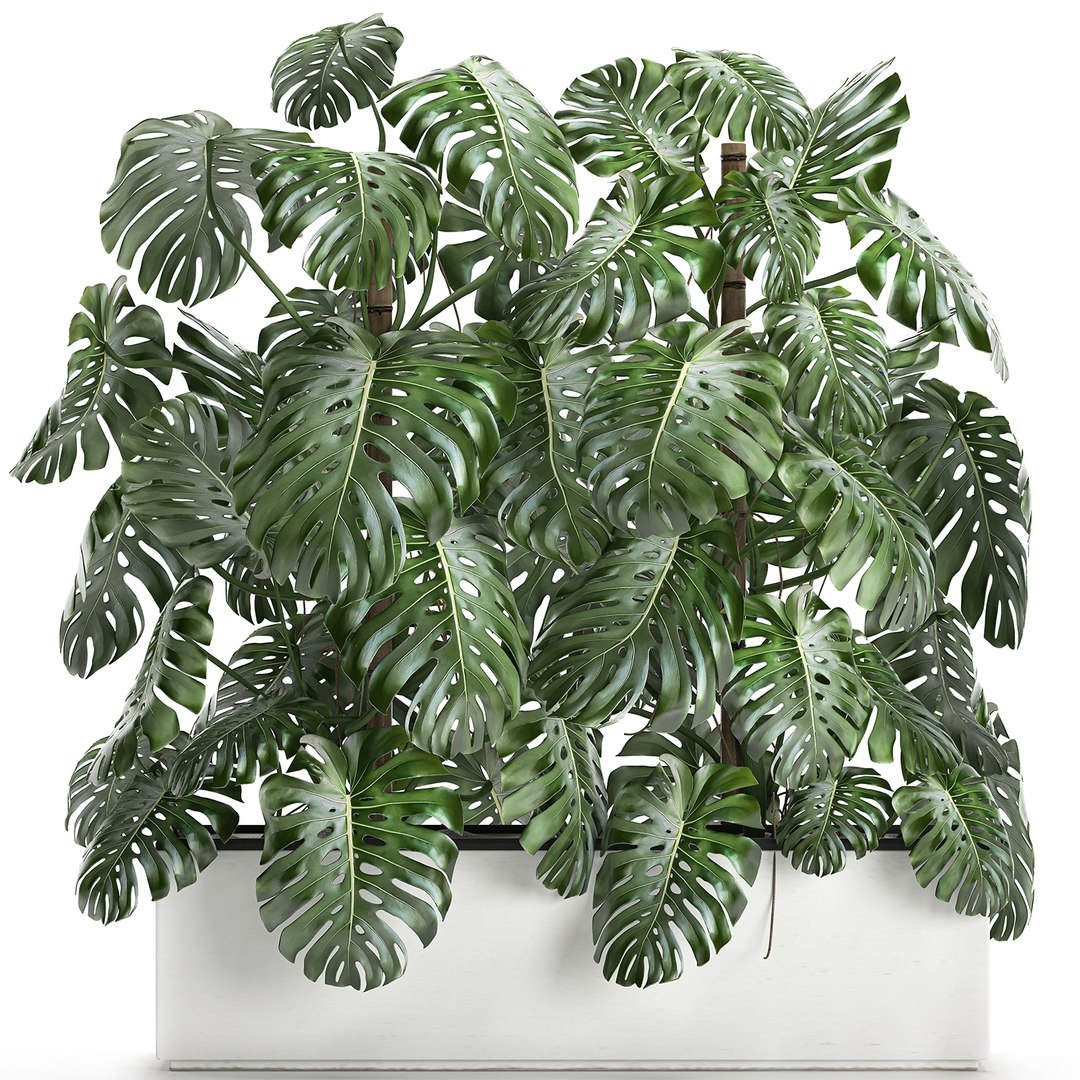 3D monstera interior white https://p.turbosquid.com/ts-thumb/nA/DFk90u/gYJKSUpu/monstera0408202000/jpg/1596631581/1920x1080/fit_q87/e170ce6580771bc005ce20f88279990c091e7da6/monstera0408202000.jpg