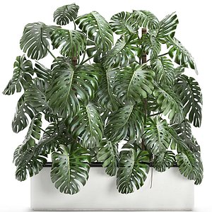 3D monstera interior white