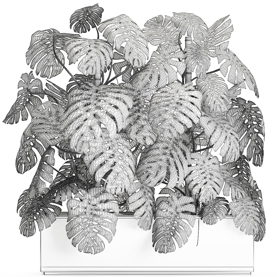 3D monstera interior white https://p.turbosquid.com/ts-thumb/nA/DFk90u/harGlOfc/monstera0408202009/jpg/1596631581/1920x1080/fit_q87/1fd70be3f8cc4562b355faf339f5dc44da78511b/monstera0408202009.jpg