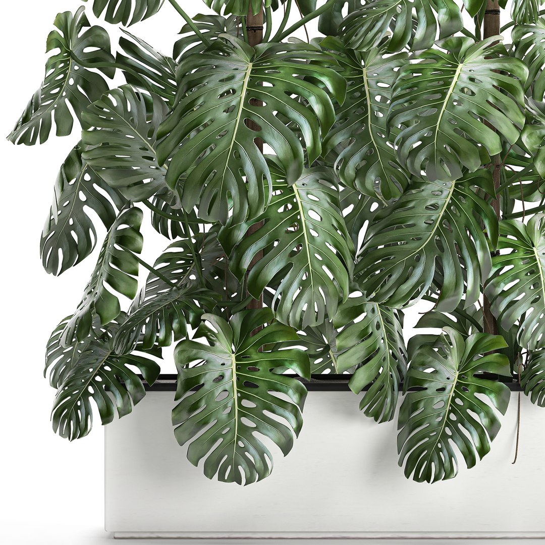 3D monstera interior white https://p.turbosquid.com/ts-thumb/nA/DFk90u/lw1zYeOp/monstera0408202002/jpg/1596631581/1920x1080/fit_q87/be3b731987c9dfb4339c0ed94e16c48b106a576f/monstera0408202002.jpg