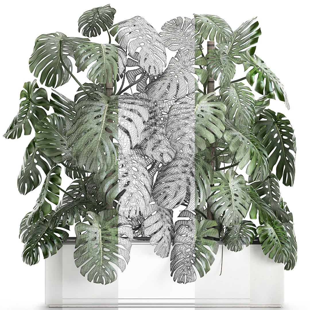 3D monstera interior white https://p.turbosquid.com/ts-thumb/nA/DFk90u/nQo9yJyz/monstera0408202007/jpg/1596631581/1920x1080/fit_q87/3c0a6b19313732fffd52483127b6f47714af3a85/monstera0408202007.jpg