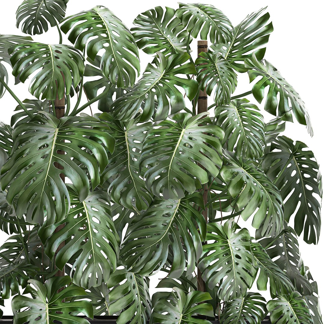 3D monstera interior white https://p.turbosquid.com/ts-thumb/nA/DFk90u/pVGmPJL3/monstera0408202004/jpg/1596631581/1920x1080/fit_q87/a9a6cd13021cdda446a90d092e29e3a6809acbe2/monstera0408202004.jpg
