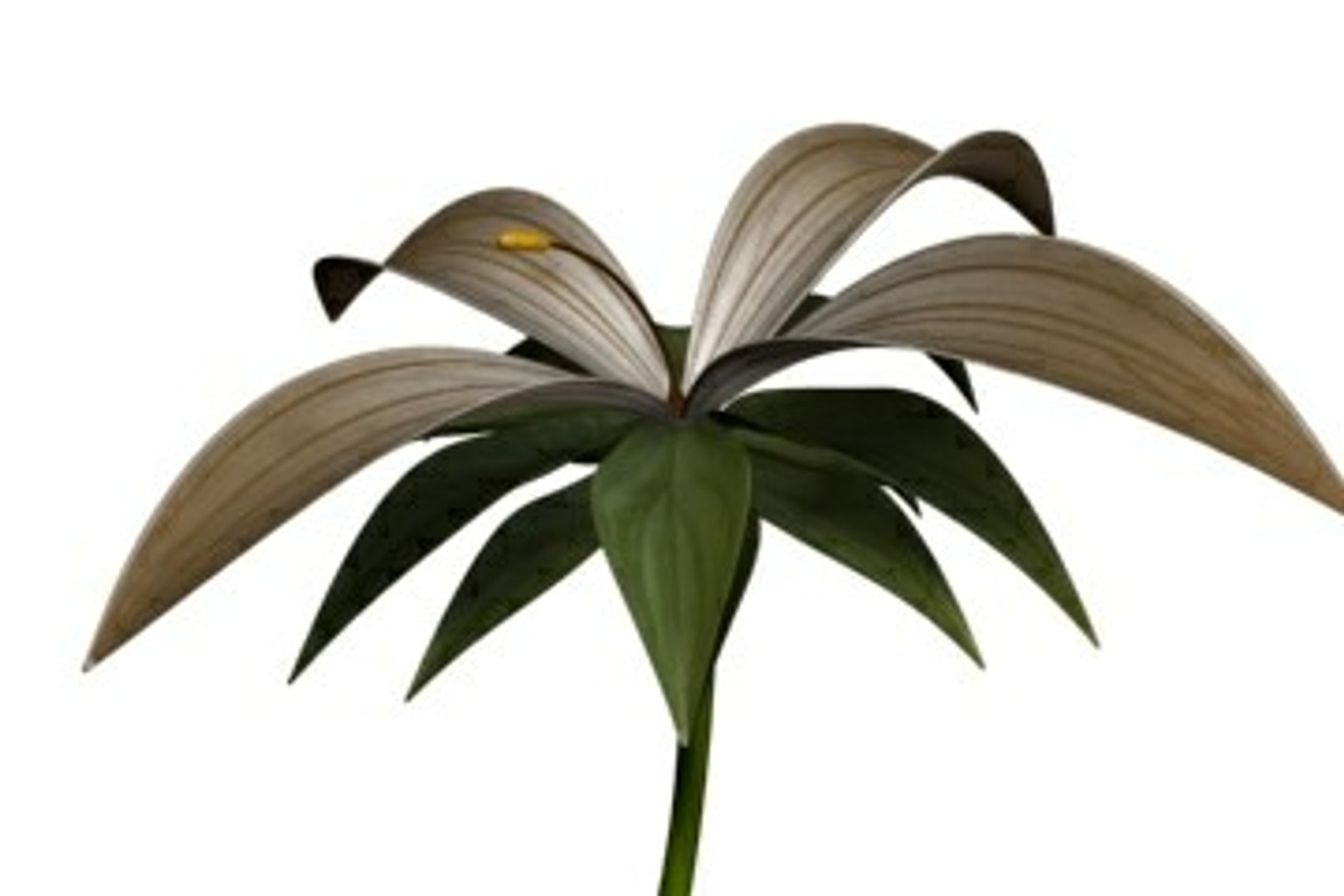 Realistic Flower Animation Open 3ds