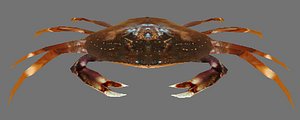 Dungeness crab