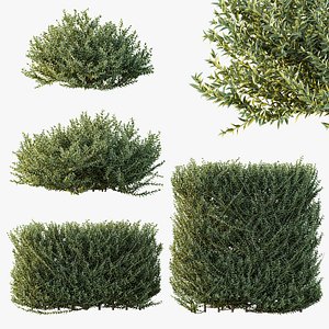 3D model AV Gray Box Westringia Fruticosa Coastal Rosemary