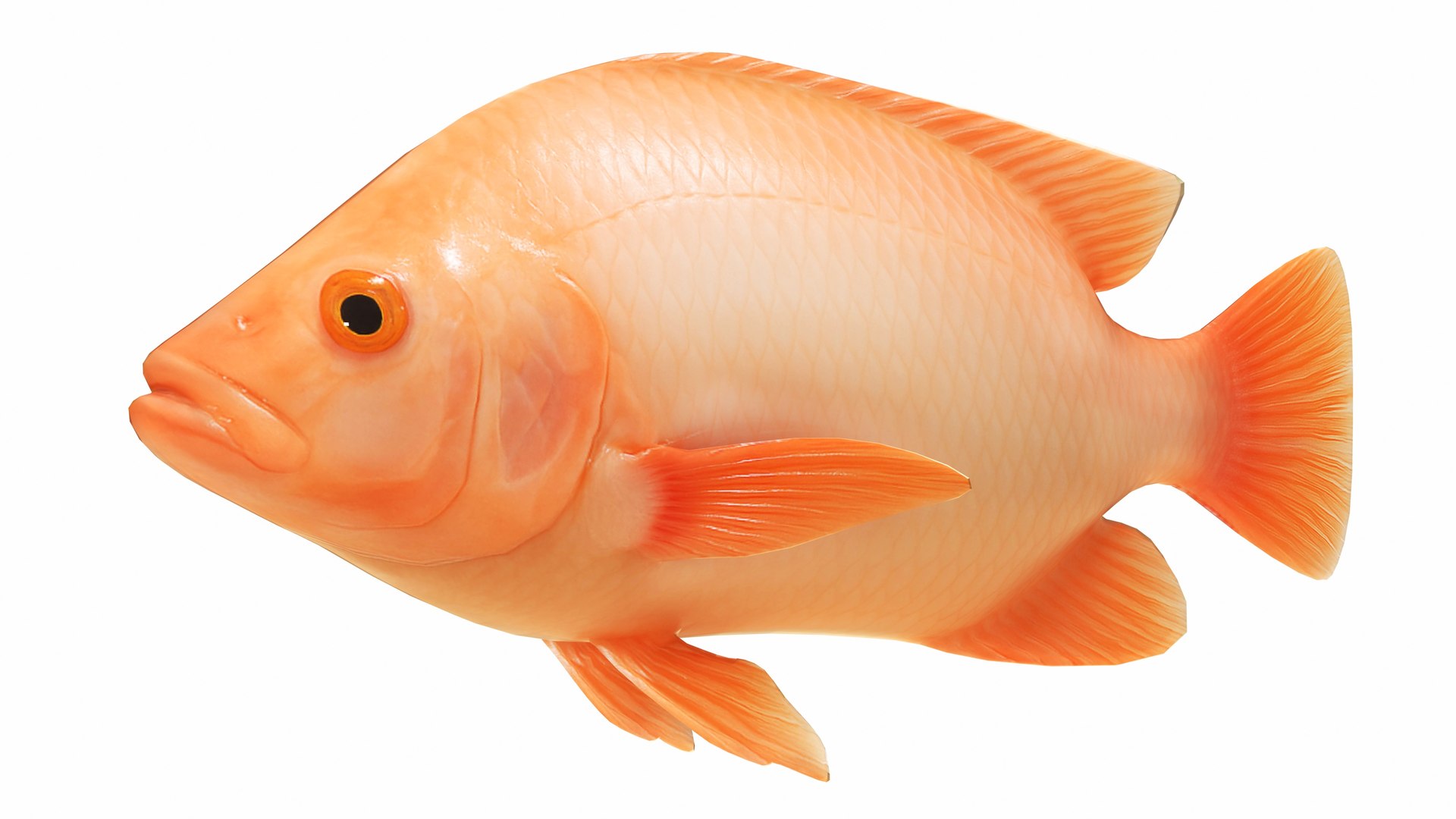 3D Underwater Animals Big Collection 34 in 1 model https://p.turbosquid.com/ts-thumb/nA/aKY9xt/4c/redtilapia1/jpg/1744456719/1920x1080/fit_q87/c8824ed2689815f16d7ab9524fe3c918cb9b2694/redtilapia1.jpg