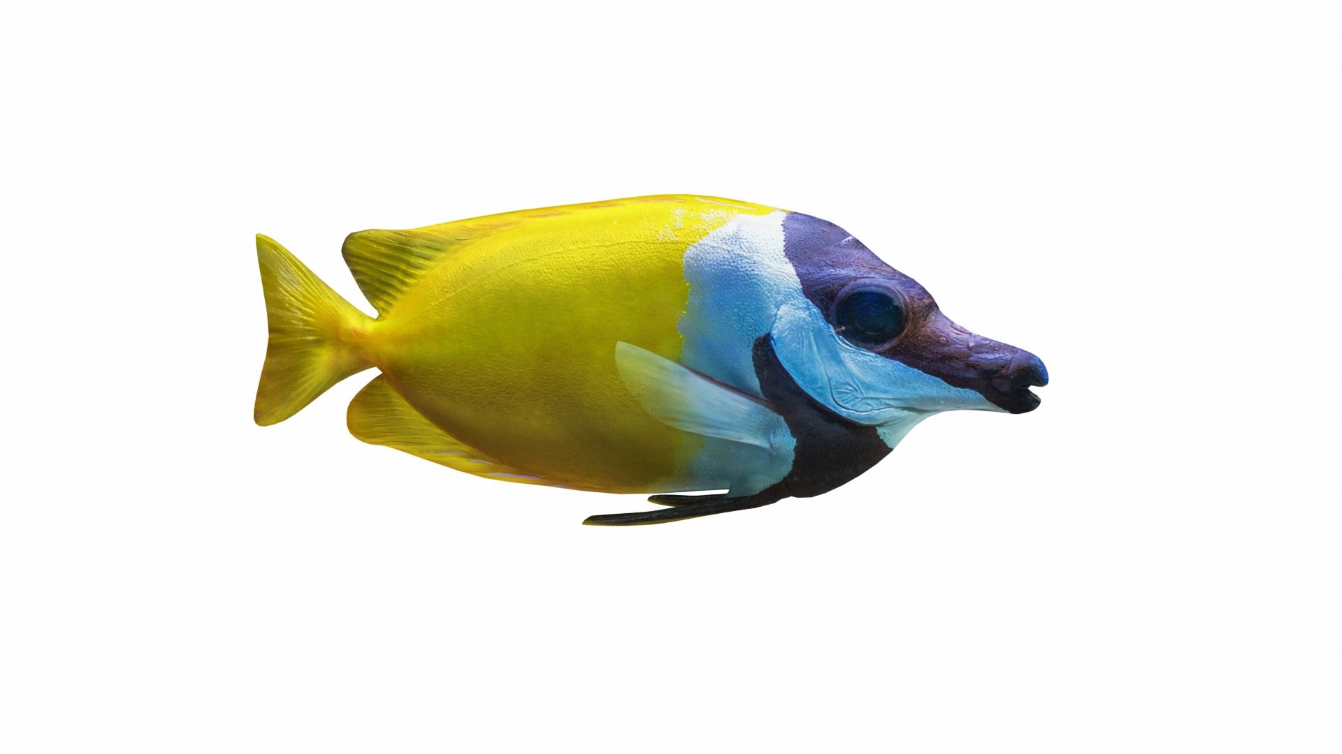 3D Underwater Animals Big Collection 34 in 1 model https://p.turbosquid.com/ts-thumb/nA/aKY9xt/9Q/siganusvulpinus1/jpg/1744456013/1920x1080/fit_q87/8ada569a03023daf8a34144655b4bb6fd74df551/siganusvulpinus1.jpg