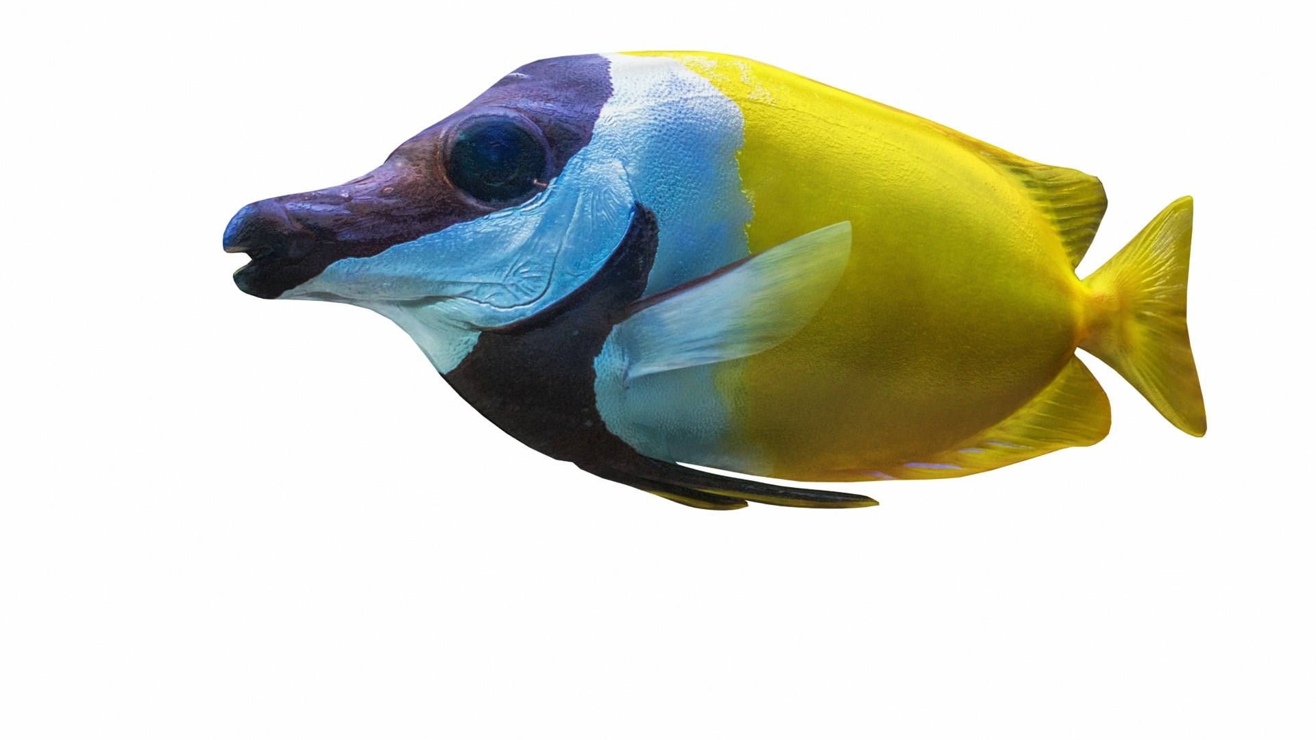 3D Underwater Animals Big Collection 34 in 1 model https://p.turbosquid.com/ts-thumb/nA/aKY9xt/E3/siganusvulpinus4/jpg/1744456016/1920x1080/fit_q87/1d39134a10c082a0da0d9a2e7fddf946ce2f6556/siganusvulpinus4.jpg