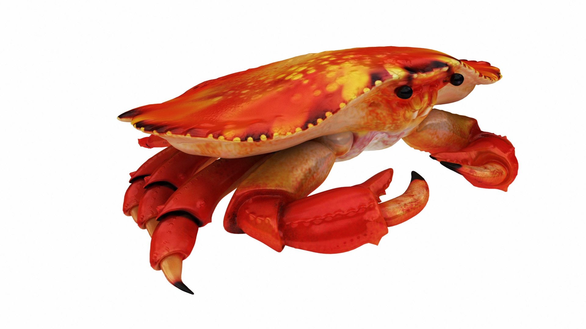 3D Underwater Animals Big Collection 34 in 1 model https://p.turbosquid.com/ts-thumb/nA/aKY9xt/FF/images_view01/jpg/1744456181/1920x1080/fit_q87/c88ce2aa5c0fd06a0718f6a1aea9814588a8b534/images_view01.jpg