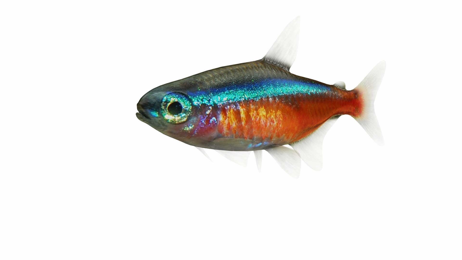 3D Underwater Animals Big Collection 34 in 1 model https://p.turbosquid.com/ts-thumb/nA/aKY9xt/I2/neonfish4/jpg/1744456283/1920x1080/fit_q87/0087a4abfba907ea33fd3c16c48f0dbec2381cd3/neonfish4.jpg
