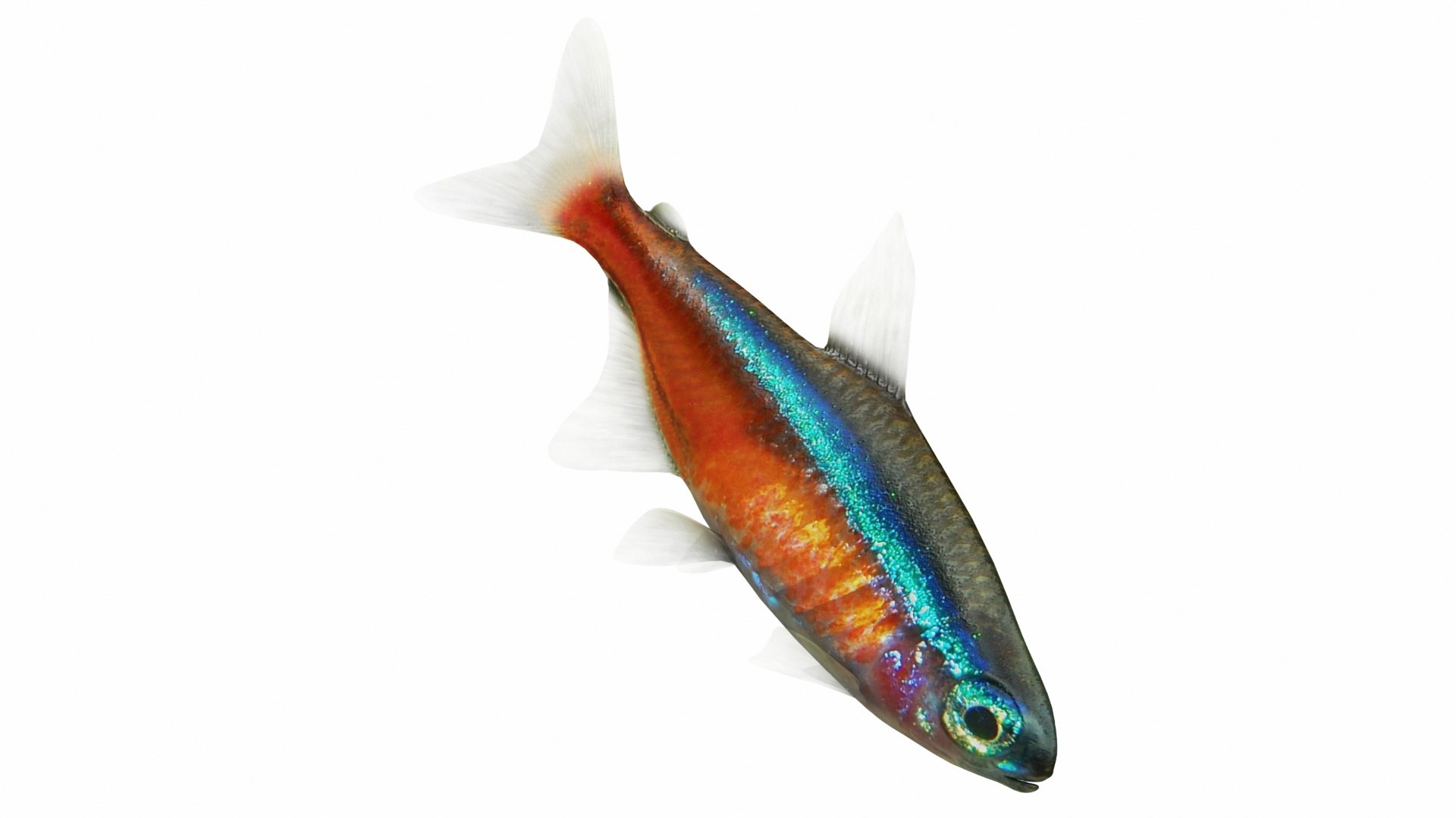 3D Underwater Animals Big Collection 34 in 1 model https://p.turbosquid.com/ts-thumb/nA/aKY9xt/Pc/images0_view010030/jpg/1744456283/1920x1080/fit_q87/e4706b1faa7c43e1f7f70694188ec8cc43f8e0d0/images0_view010030.jpg