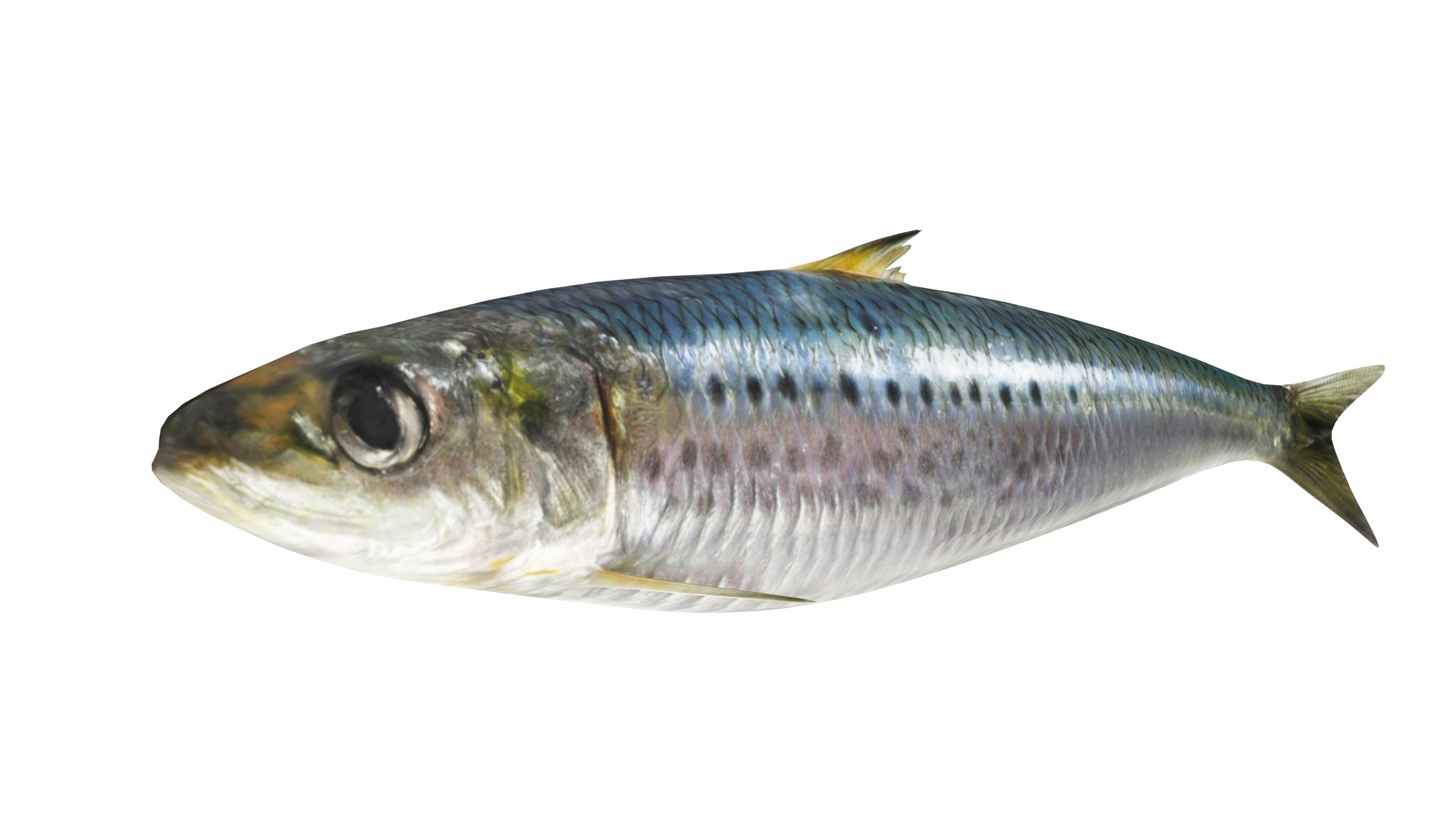 3D Underwater Animals Big Collection 34 in 1 model https://p.turbosquid.com/ts-thumb/nA/aKY9xt/QC/sardine1/jpg/1744456722/1920x1080/fit_q87/5b79344798bb4b0136ed65a8d78a89aafd6c3094/sardine1.jpg