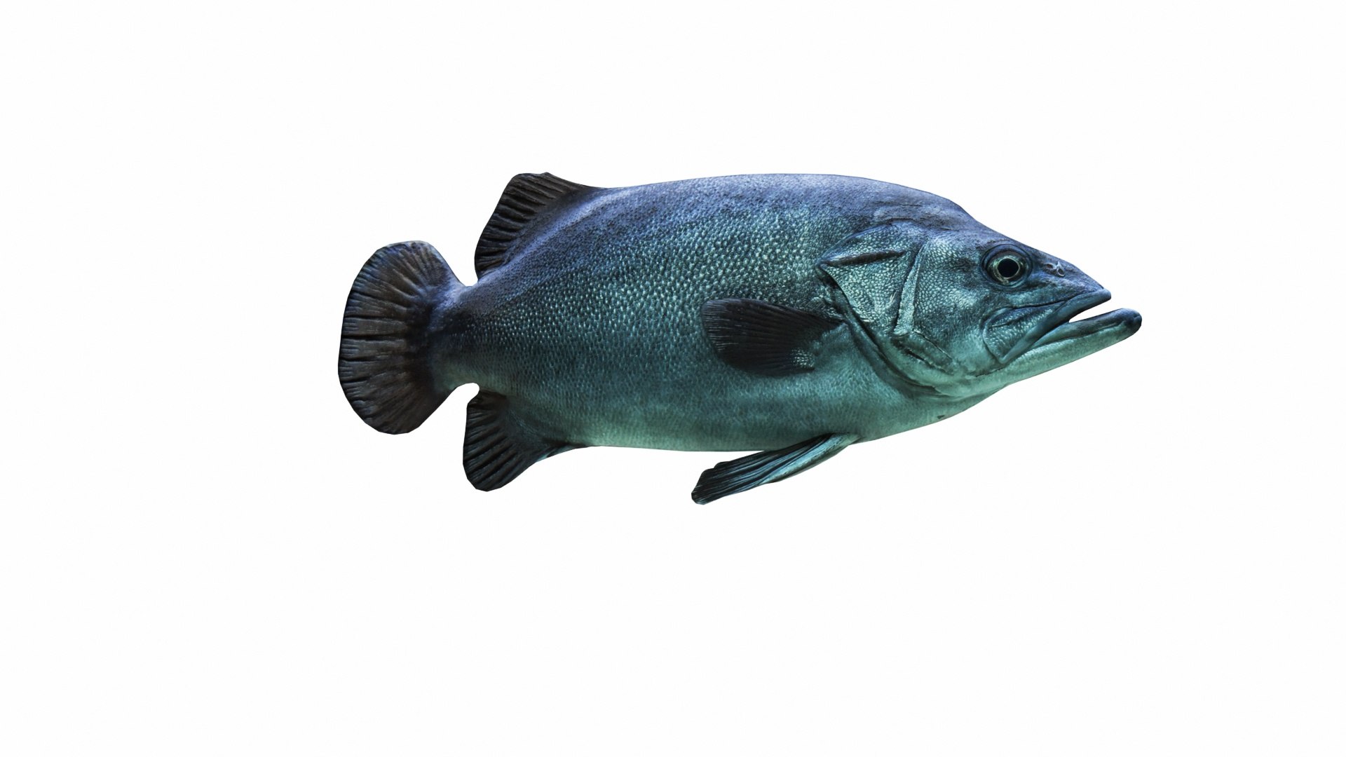 3D Underwater Animals Big Collection 34 in 1 model https://p.turbosquid.com/ts-thumb/nA/aKY9xt/SP/deutschlandfische2/jpg/1744456470/1920x1080/fit_q87/72183f8c367ecc4f8575b677737909cfafba67db/deutschlandfische2.jpg