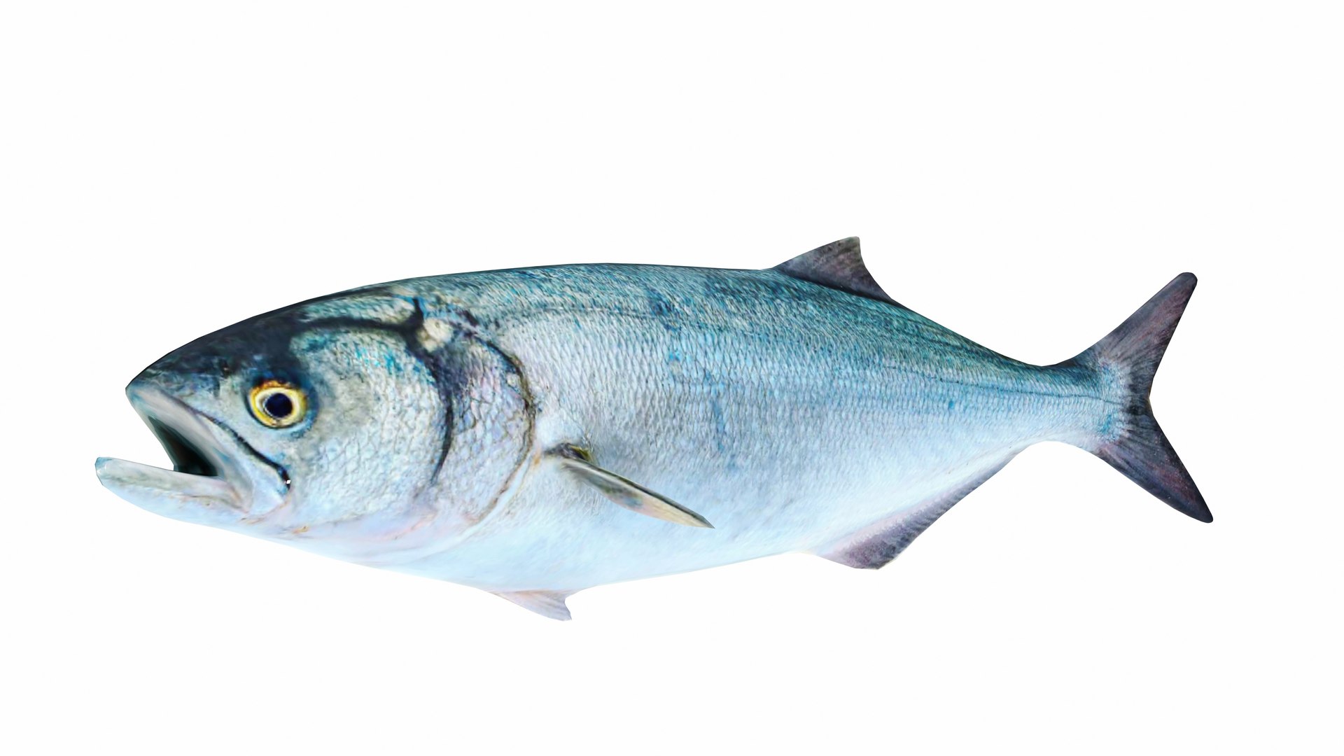 3D Underwater Animals Big Collection 34 in 1 model https://p.turbosquid.com/ts-thumb/nA/aKY9xt/Xq/bluefish1/jpg/1744456709/1920x1080/fit_q87/ba0f2d50b6b9917e71aec7c82879f378c1b7c277/bluefish1.jpg