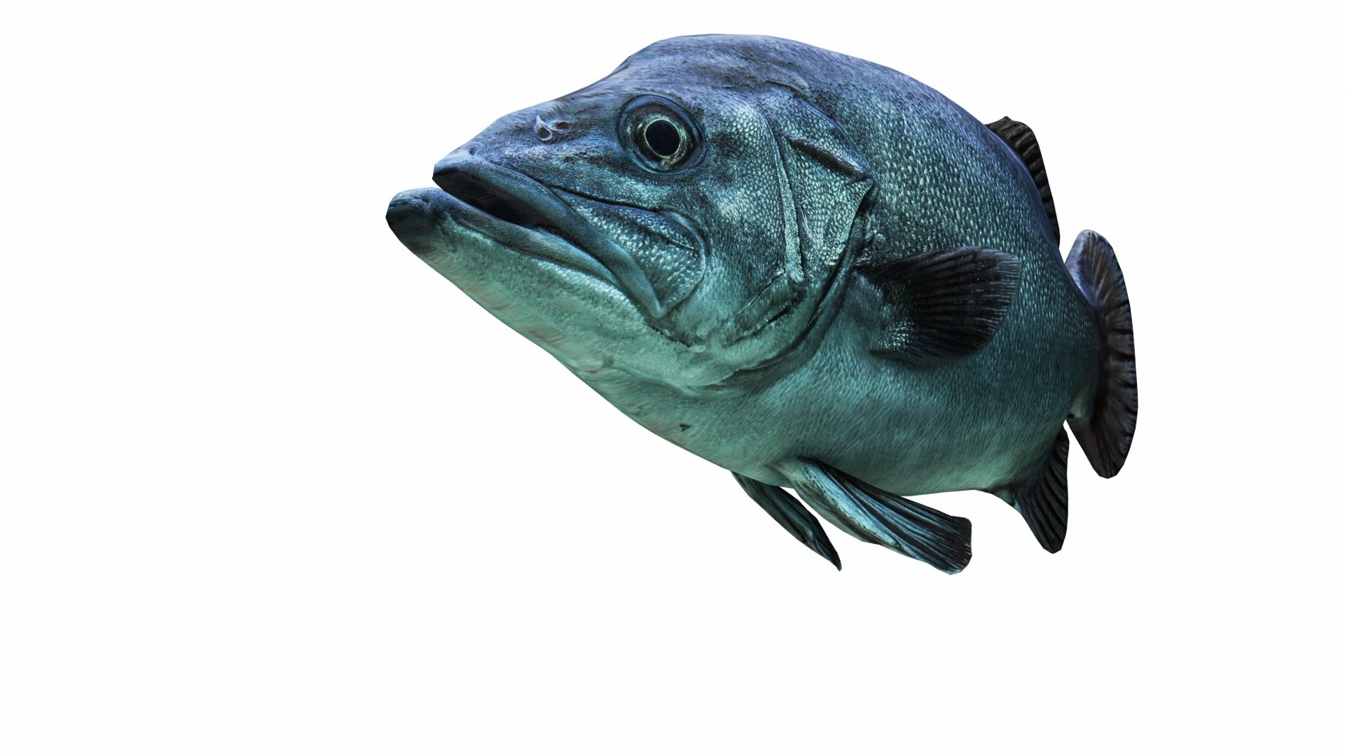 3D Underwater Animals Big Collection 34 in 1 model https://p.turbosquid.com/ts-thumb/nA/aKY9xt/fO/deutschlandfische8/jpg/1744456471/1920x1080/fit_q87/8fbfd47f698b6f67b178257e0212e198568343e1/deutschlandfische8.jpg