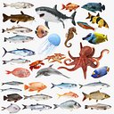 Underwater Animals Big Collection 34 in 1