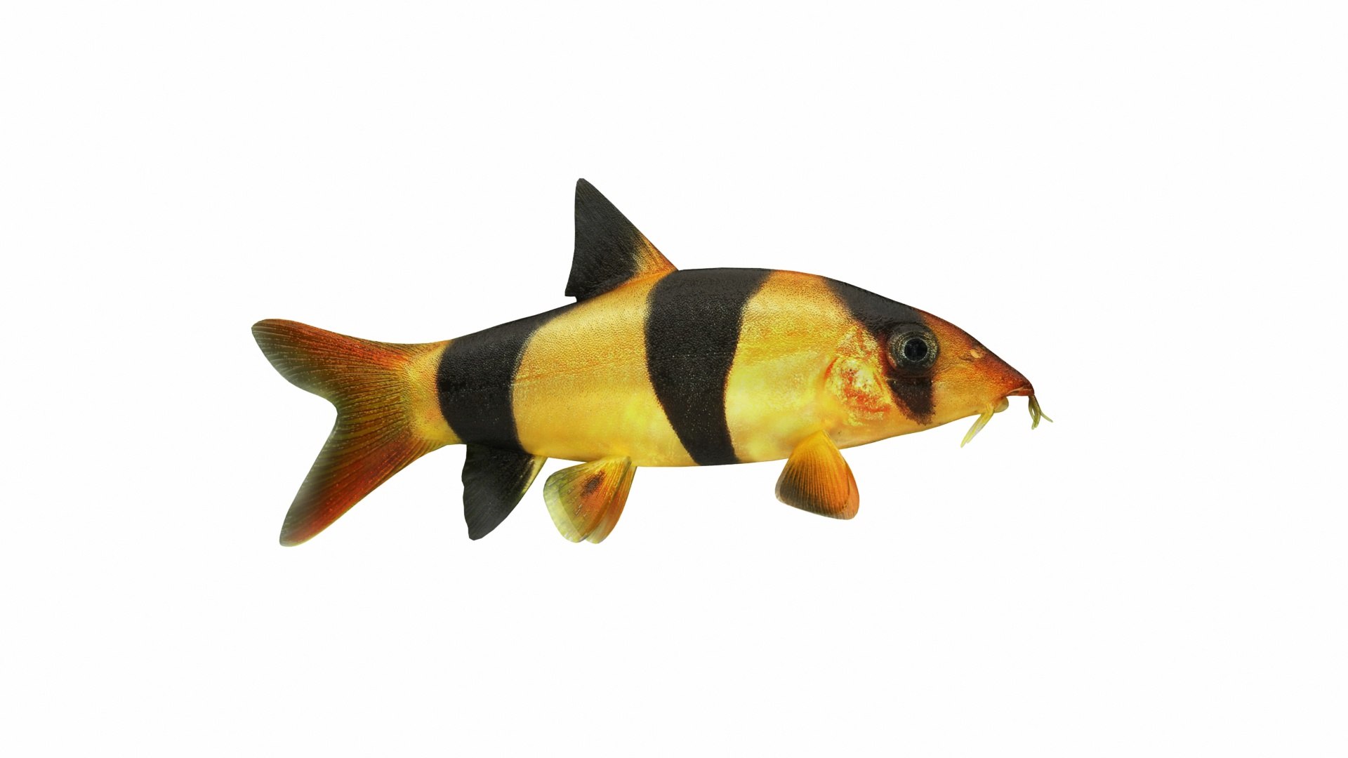 3D Underwater Animals Big Collection 34 in 1 model https://p.turbosquid.com/ts-thumb/nA/aKY9xt/ru/clownloach1/jpg/1744456200/1920x1080/fit_q87/c578b424ca118d5c5bacdebba4cc3d6d3987dd57/clownloach1.jpg