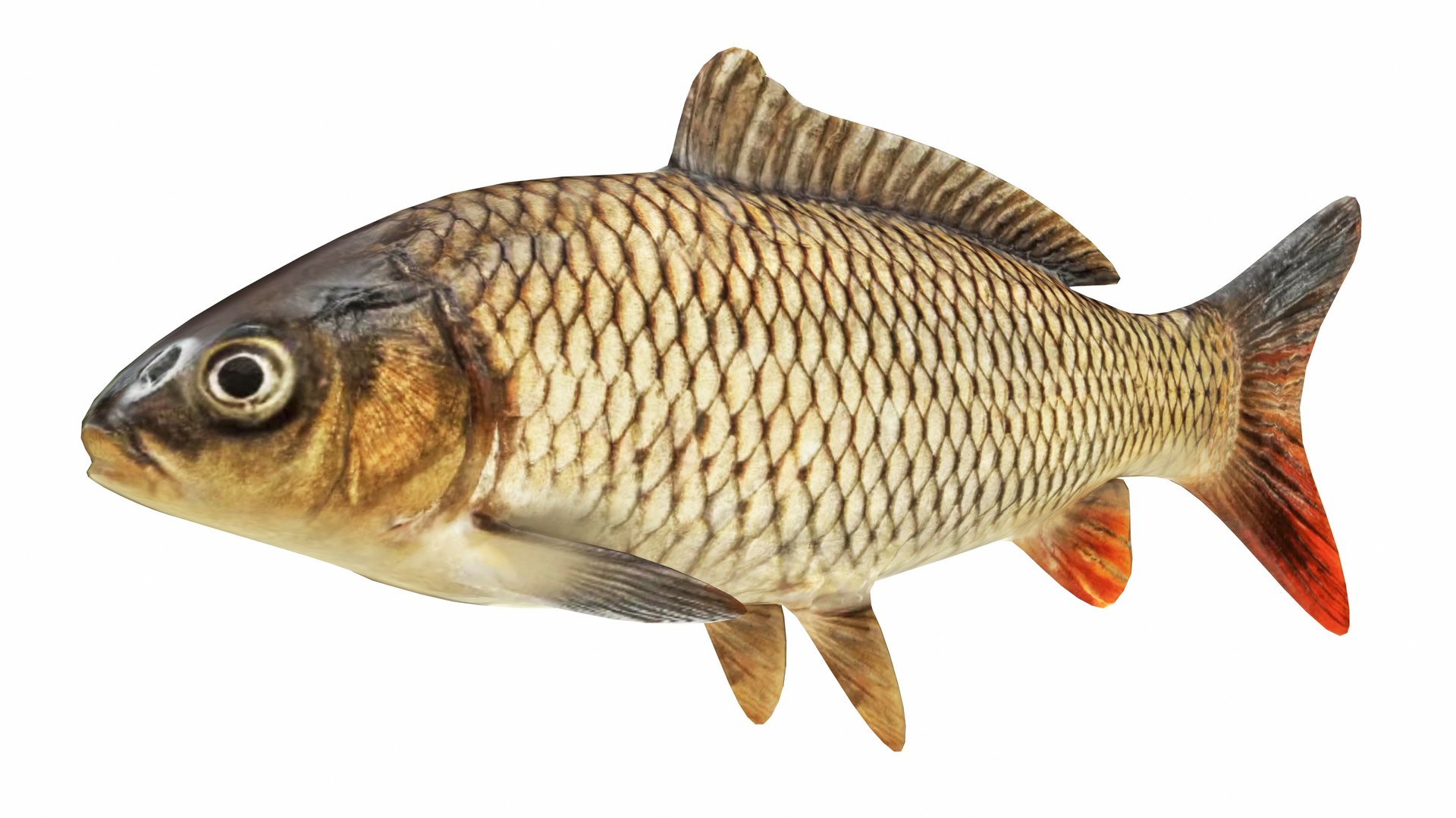 3D Underwater Animals Big Collection 34 in 1 model https://p.turbosquid.com/ts-thumb/nA/aKY9xt/sy/carpfish1/jpg/1744456710/1920x1080/fit_q87/3c5f317b69f87875602401f809fc93713e9e90b2/carpfish1.jpg