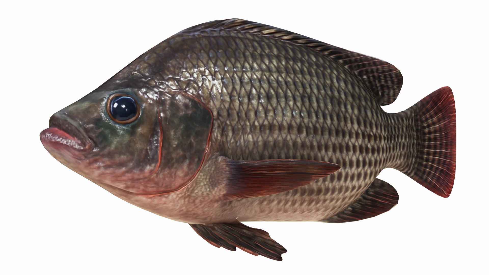 3D Underwater Animals Big Collection 34 in 1 model https://p.turbosquid.com/ts-thumb/nA/aKY9xt/vb/nilatilapia1/jpg/1744456716/1920x1080/fit_q87/2c4cb3ea4adda316e3c1bafeecf48c9a61aeeb93/nilatilapia1.jpg
