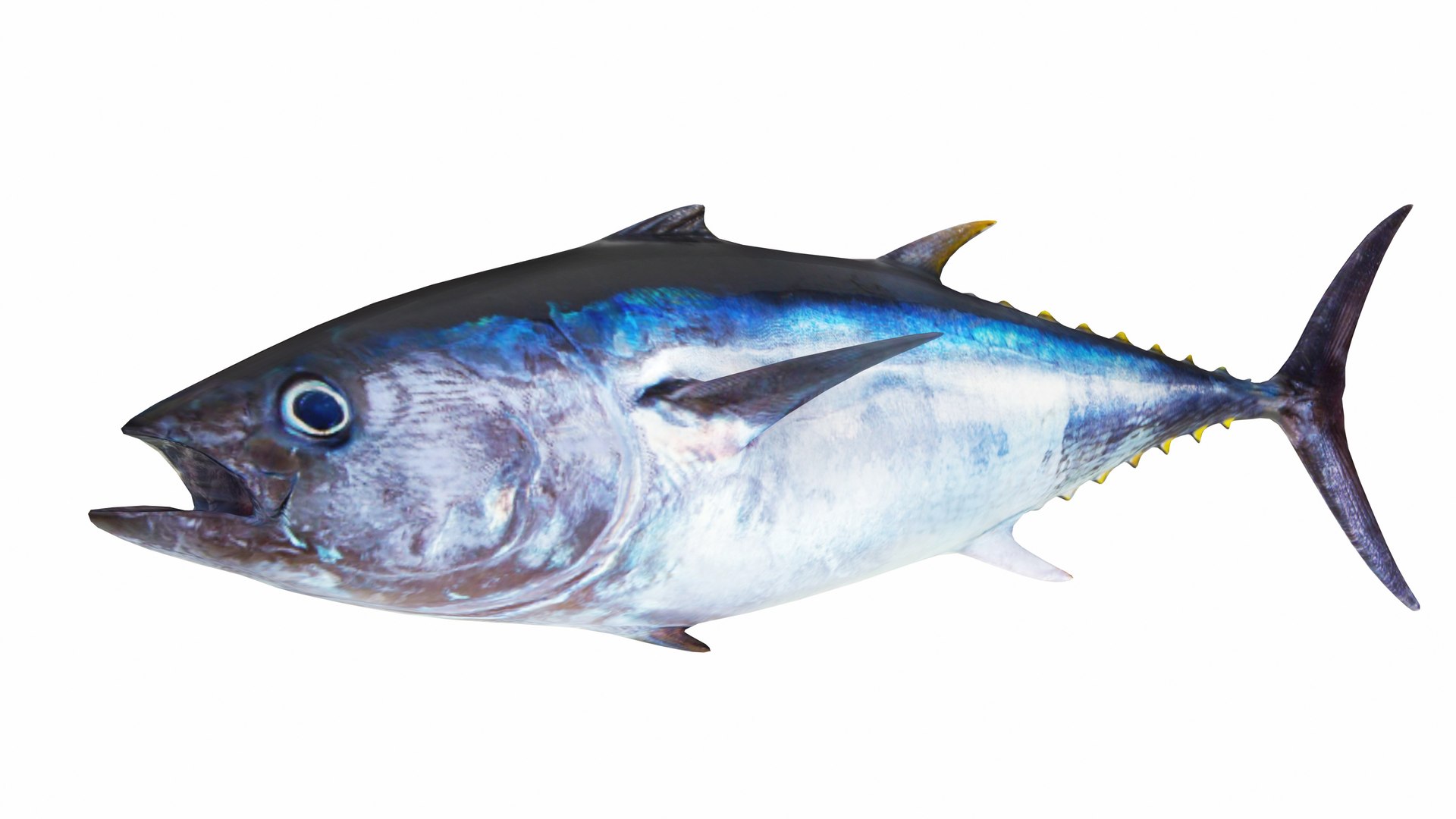 3D Underwater Animals Big Collection 34 in 1 model https://p.turbosquid.com/ts-thumb/nA/aKY9xt/z2/tuna1/jpg/1744456706/1920x1080/fit_q87/bc0118fdd70f4753ced3568b5554a7d71a9ad22d/tuna1.jpg