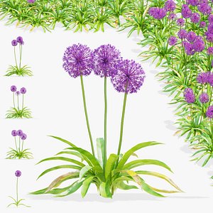 Allium hollandicum 3D