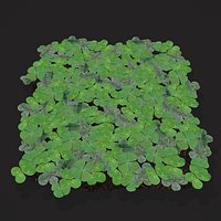 Four Leaf Clover Patch
