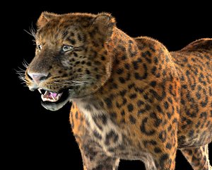 Leopard Hair Fur Rigged