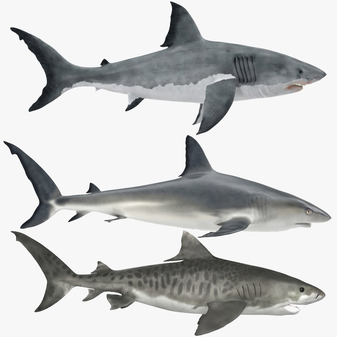 Sharks Collection 3D model preview