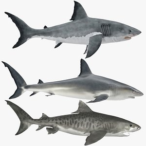 Sharks Collection