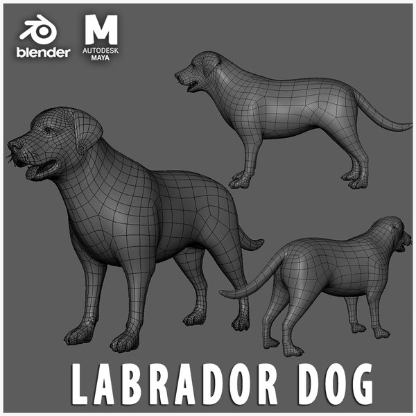 modelo 3d Malla base para perro labrador - TurboSquid 2238413