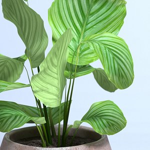 3D model calathea orbifolia