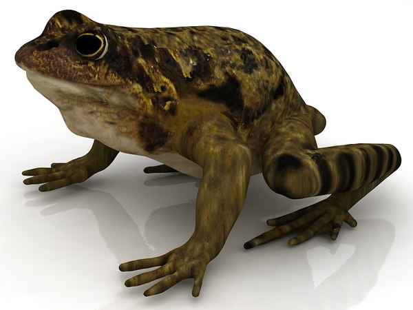 Frog 3D