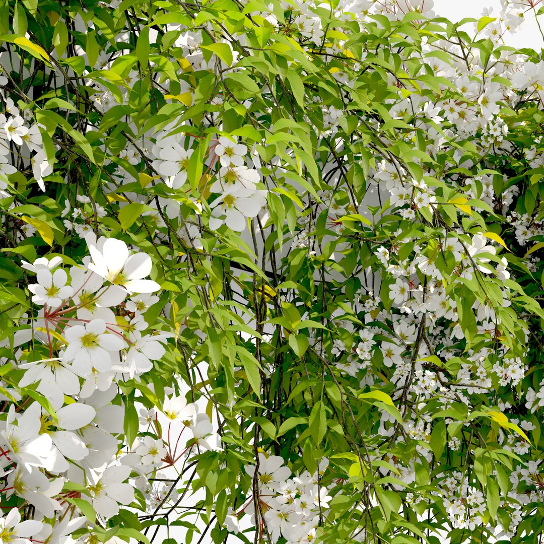 Hanging plant 53 3D model https://p.turbosquid.com/ts-thumb/nB/ICjimY/ql/preview6qft/jpg/1747461182/1920x1080/fit_q87/d1e2a0f1b8f2f32af6acbf06e8beee30f64849b5/preview6qft.jpg