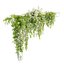 Planta colgante 53