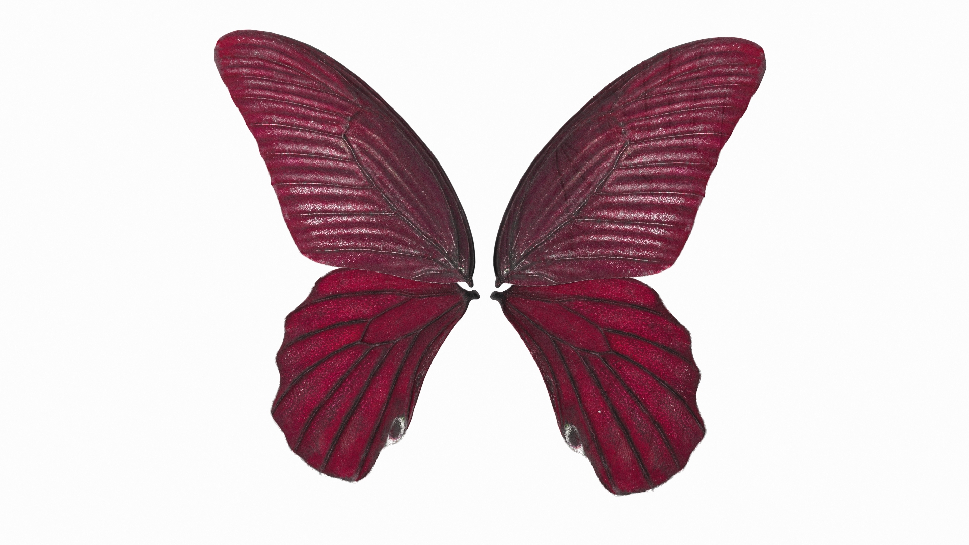 Butterfly Wings 3D model - TurboSquid 1757162