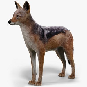 Black Backed Jackal FUR