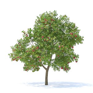 Apple Tree with Fruits 3D Model 3.7m