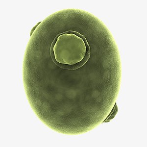 yeast cell 3d obj