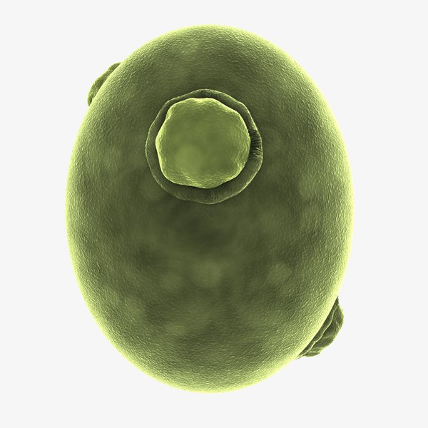 Plant Cell Lightwave Models for Download | TurboSquid