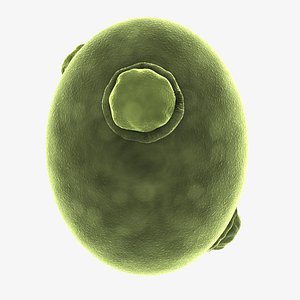 Yeast Cell