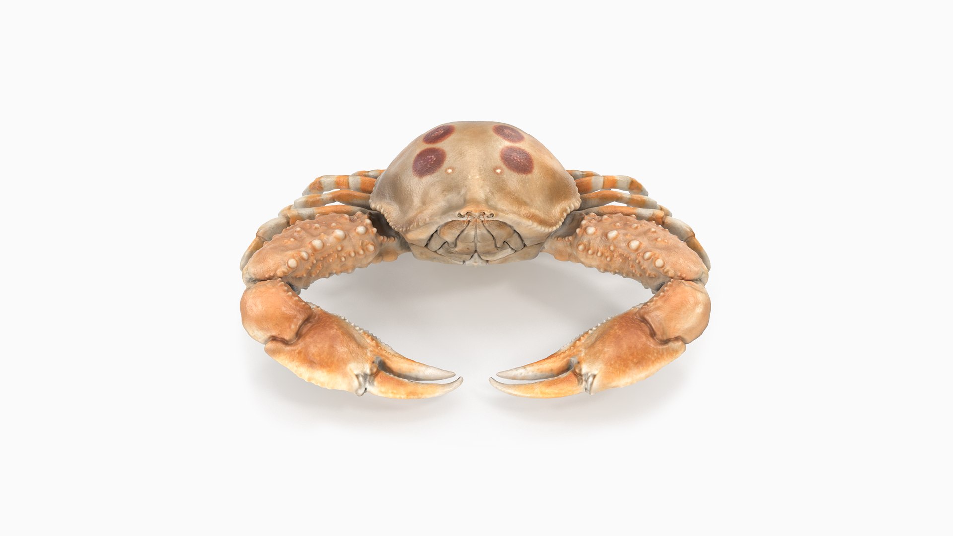 Pebble Crab Animated 3D TurboSquid 1749755