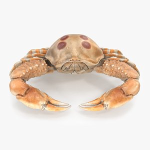 Pebble Crab - Animated
