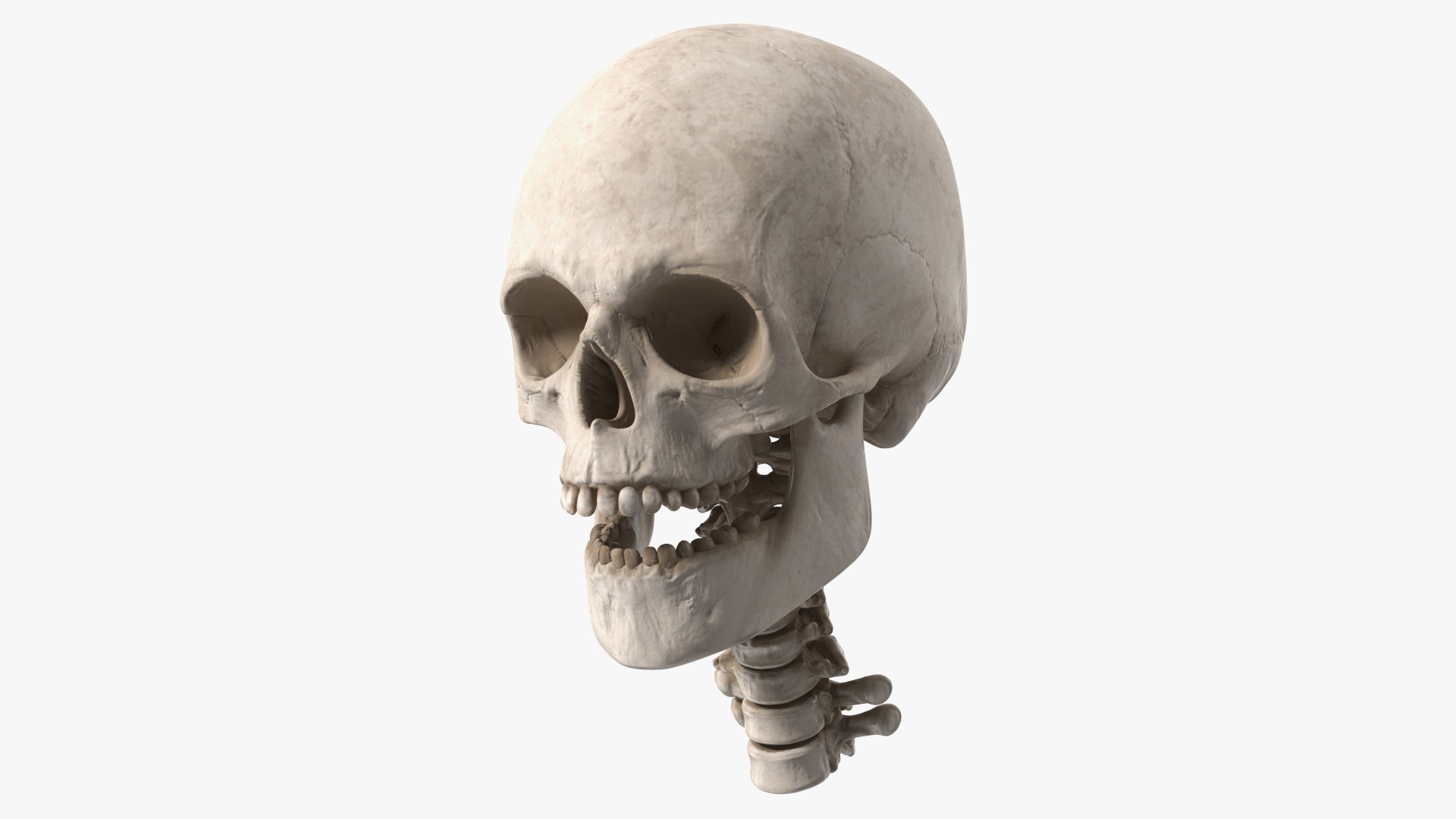 Human Skull 3D model preview