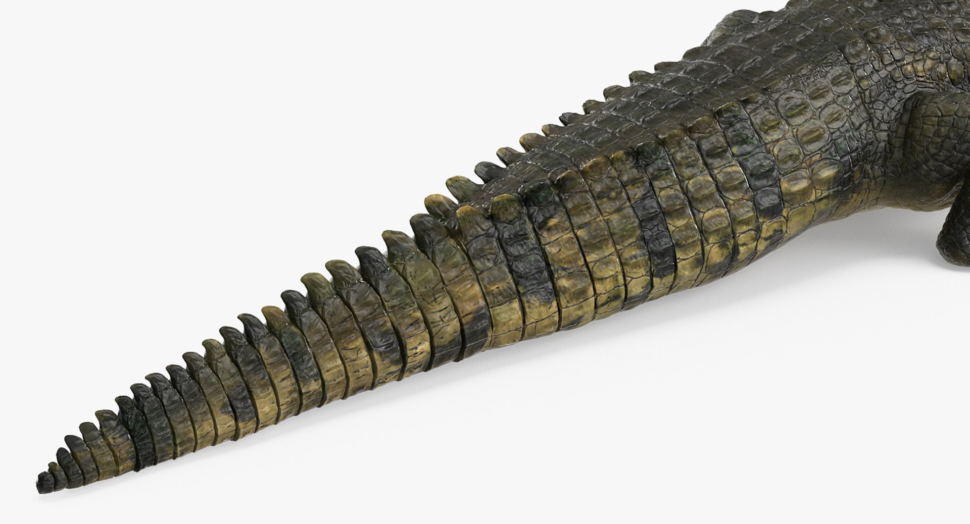 3D african animals 3 rigged https://p.turbosquid.com/ts-thumb/nB/sFwgGa/sPCcCVqj/riggedafricananimalscollection3mb3dmodel041/jpg/1561109727/1920x1080/fit_q87/c911ae64e86d5eb2d0ed474e0b44974028218760/riggedafricananimalscollection3mb3dmodel041.jpg