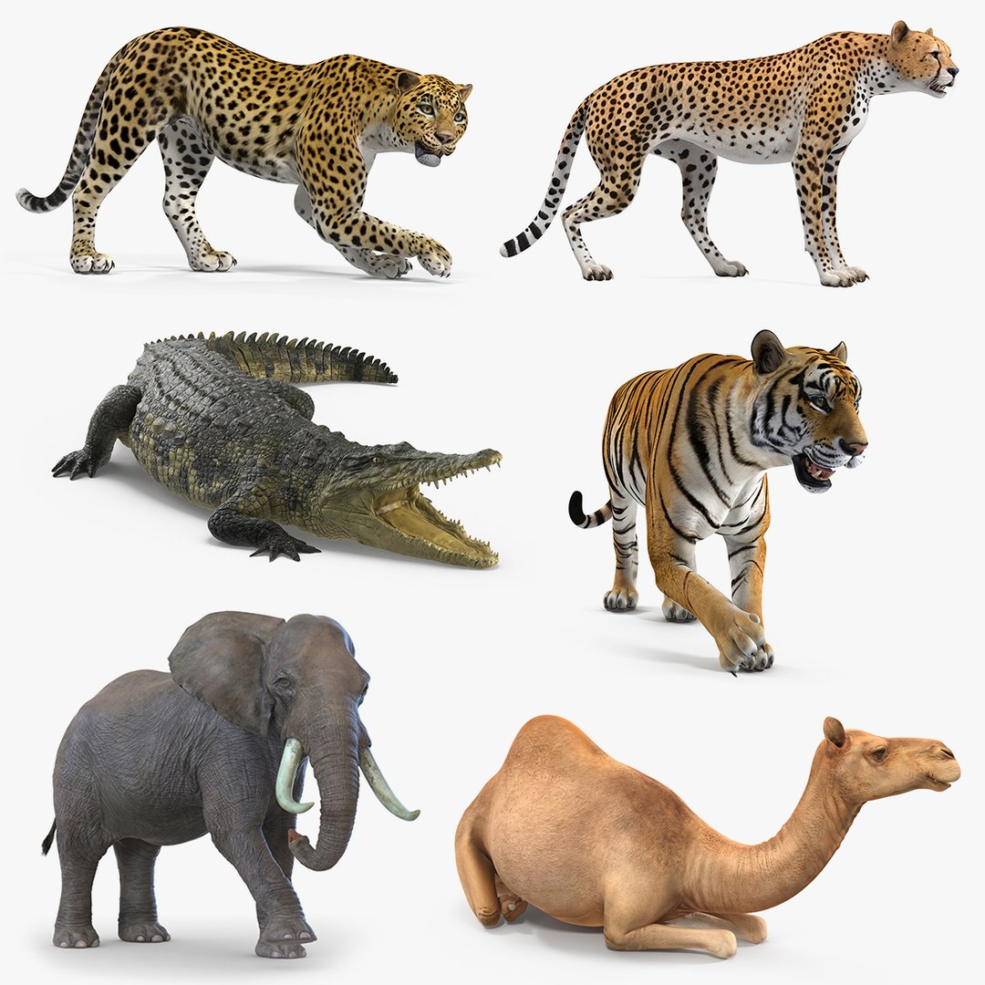 3D african animals 3 rigged https://p.turbosquid.com/ts-thumb/nB/sFwgGa/wcsVoCzJ/african_animals_rigged_collection_3_for_maya_mb_01/jpg/1582872548/1920x1080/fit_q87/0ff1f11461b174016b5ee040c81df4252026c743/african_animals_rigged_collection_3_for_maya_mb_01.jpg