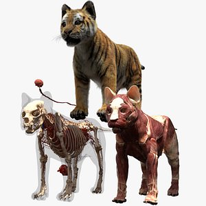 3D tiger anatomy